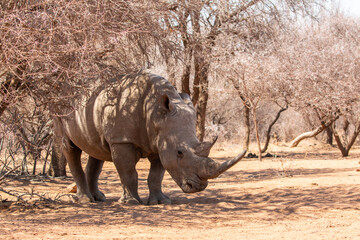 white rhino in Mokolodi Game reserve