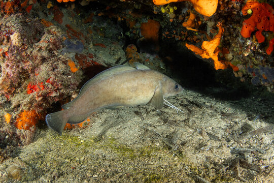 Phycis phycis, the forkbeard, is a species of phycid hakes in the family Phycidae