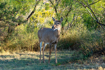Deer in Palo Duro Canyon, Texas