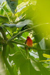 Red fody or red cardinal fody disappearing on the green palm tree branch and start singing to clean up its plumage. Beauty in nature and exotic countries traveling concept 4K footage.