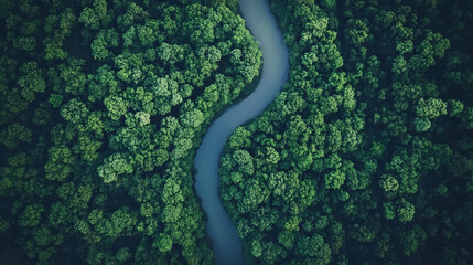 Fototapeta premium A winding river cuts through a dense green forest, viewed from above