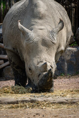 Southern white rhinoceros or southern square-lipped rhinoceros Ceratotherium simum simum eating in a zoo