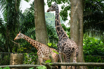 Giraffe (Giraffa camelopardalis) close up, showing spots and bumps on head and ears. © Darcy
