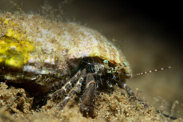 Pagurus is a genus of hermit crabs in the family Paguridae