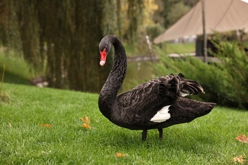 Fototapeta premium Beautiful black swan on green grass outdoors