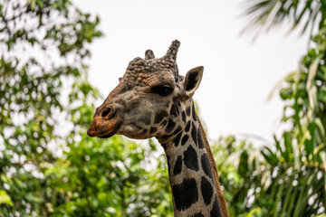 Giraffe (Giraffa camelopardalis) close up, showing spots and bumps on head and ears.