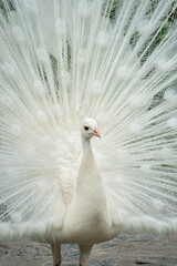 Naklejka premium White peacock with its beautiful open tail and feathers in the botanical garden, splendid mating plumage. Peacock bird walking freely