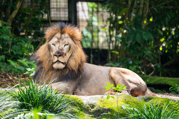 Male Asiatic Lion (Panthera Leo Leo, Panthera Leo Persica, Asian Lion) sitting with majestic mane.