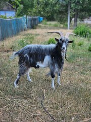 a goat in the village