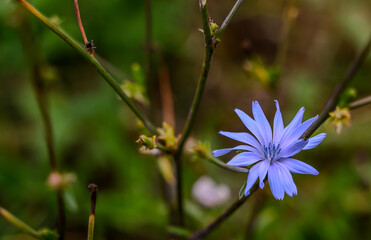 Blüten im Herbst