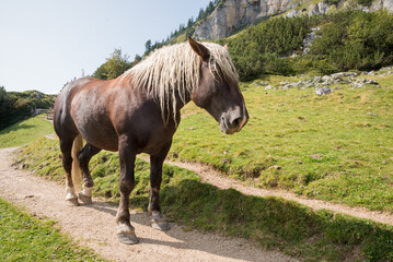 Fototapeta premium Brown Haflinger horse at mountain path Rofan alps austria