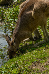Curious wallaby kangaroo in a natural habitat, Phillip Island, Victoria, Australia