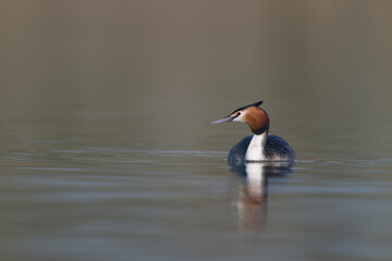 A great crested grebe swimming on a lake