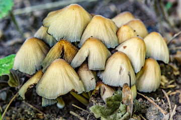 A group of mushrooms of the family Coprinellus sp.A cluster of Common Ink Cap, or Inky Cap.Mushrooms grow in the forest.