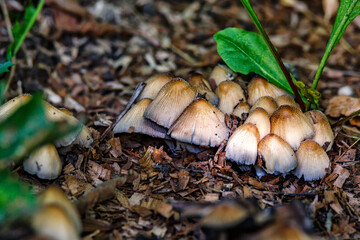 A group of mushrooms of the family Coprinellus sp.A cluster of Common Ink Cap, or Inky Cap.Mushrooms grow in the forest.