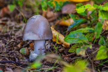 Amanita vaginata. Photo has been taken in the natural forest background.Natural mushroom growing in a forest.Autumn time in the forest.