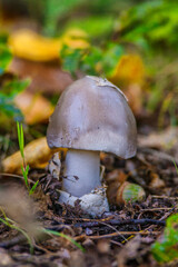 Amanita vaginata. Photo has been taken in the natural forest background.Natural mushroom growing in a forest.Autumn time in the forest.
