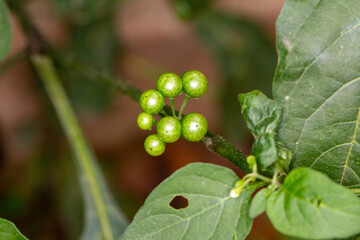 Maria-pretinha (Solanum Americanum)