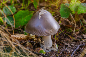 Amanita vaginata. Photo has been taken in the natural forest background.Natural mushroom growing in a forest.Autumn time in the forest.