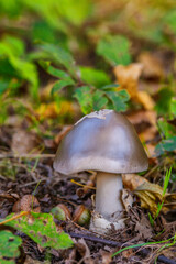 Amanita vaginata. Photo has been taken in the natural forest background.Natural mushroom growing in a forest.Autumn time in the forest.