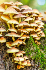 Mushrooms False honey fungus on a stump in a beautiful autumn forest.group fungus in autumn forest with leaves.Wild mushroom on the spruce stump. Autumn time in the forest.