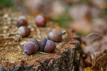 Acorn sitting on a stump in the Forrest.Acorn-fruit of the oak.Acorn in an oak park, close-up, place for text