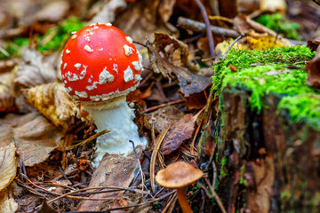 Red fly agaric against the background of the forest. Toxic and hallucinogen mushroom Fly Agaric in grass on autumn forest background.Amanita muscaria. Inspirational natural fall landscape