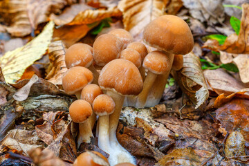 Mushrooms grow in the forest.Group fungus in autumn forest with leaves.Autumn time in the forest.
