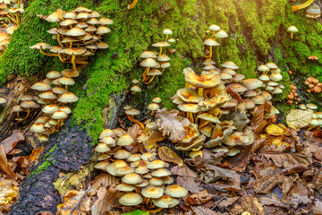 A variety of mushrooms growing on a moss-covered tree stump in the forest.Group fungus in autumn forest with leaves.Autumn time in the forest.