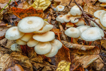 Mushrooms grow in the forest.Group fungus in autumn forest with leaves.Autumn time in the forest.