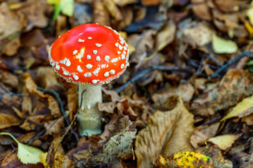 Red fly agaric against the background of the forest. Toxic and hallucinogen mushroom Fly Agaric in...