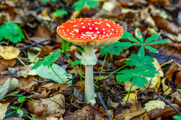 Red fly agaric against the background of the forest. Toxic and hallucinogen mushroom Fly Agaric in grass on autumn forest background.Amanita muscaria. Inspirational natural fall landscape