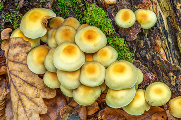 A variety of mushrooms growing on a moss-covered tree stump in the forest.Group fungus in autumn forest with leaves.Autumn time in the forest.
