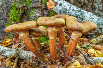 Armillaria mellea, commonly known as honey fungus, is a basidiomycete fungus in the genus...