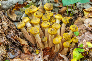 Armillaria mellea, commonly known as honey fungus, is a basidiomycete fungus in the genus...