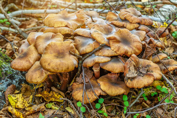 Armillaria mellea, commonly known as honey fungus, is a basidiomycete fungus in the genus Armillaria.Group fungus in autumn forest with leaves.
