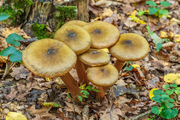 Armillaria mellea, commonly known as honey fungus, is a basidiomycete fungus in the genus Armillaria.Group fungus in autumn forest with leaves.