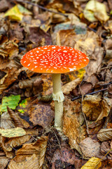 Red fly agaric against the background of the forest. Toxic and hallucinogen mushroom Fly Agaric in grass on autumn forest background.Amanita muscaria. Inspirational natural fall landscape
