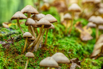 Mushrooms False honey fungus on a stump in a beautiful autumn forest.group fungus in autumn forest with leaves.Wild mushroom on the spruce stump. Autumn time in the forest.