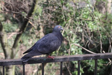 Pigeon domestique, Columba livia domestica