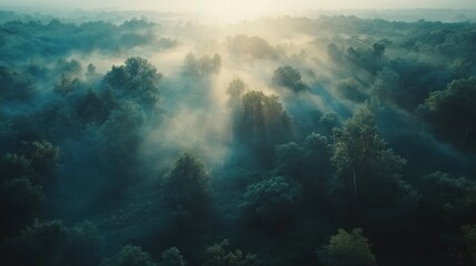 Fototapeta premium Aerial view of a misty forest at sunrise. The sun's rays are shining through the trees and fog, creating a beautiful and ethereal landscape.