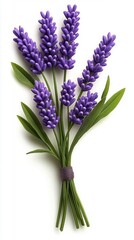 Obraz premium Lavender buds, detailed florets, purple field, calming scent,
