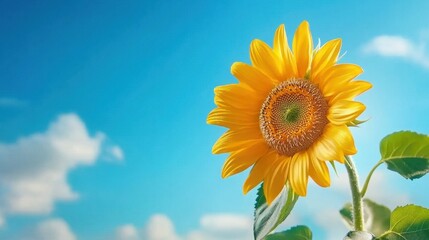 Obraz premium Vibrant sunflower macro, petals like golden flames, detailed pollen core,