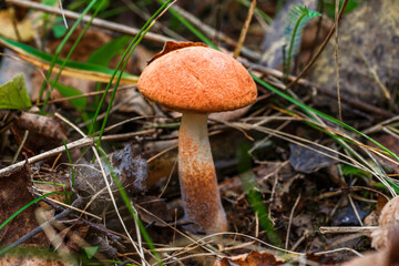 Cute penny bun mushroom grows in the grass. The beautiful little brown cap of the flu is the center of attention.The mushroom grows in the Ukrainian Carpathians in the forest.