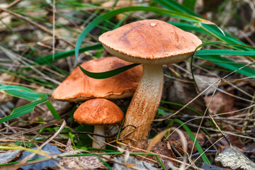 Cute penny bun mushroom grows in the grass. The beautiful little brown cap of the flu is the center...