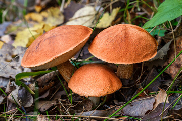 Cute penny bun mushroom grows in the grass. The beautiful little brown cap of the flu is the center of attention.The mushroom grows in the Ukrainian Carpathians in the forest.