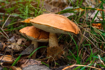 Cute penny bun mushroom grows in the grass. The beautiful little brown cap of the flu is the center of attention.The mushroom grows in the Ukrainian Carpathians in the forest.