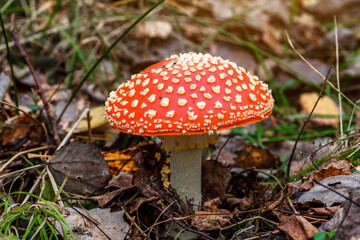 Red fly agaric against the background of the forest. Toxic and hallucinogen mushroom Fly Agaric in...