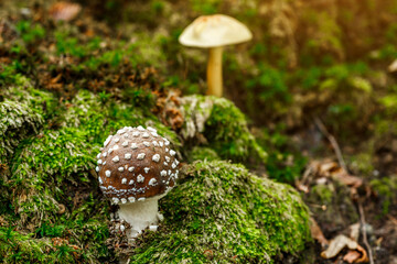 The Death angel an deadly poisonous Mushroom, Scientific name:Amanita pantherina.The mushroom grows...