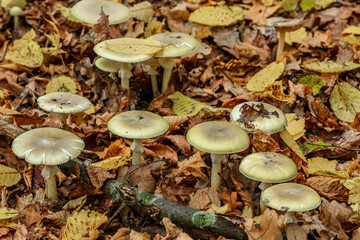 Amanita phalloides poisonous mushroom, commonly known as the death cap,is a deadly poisonous...
